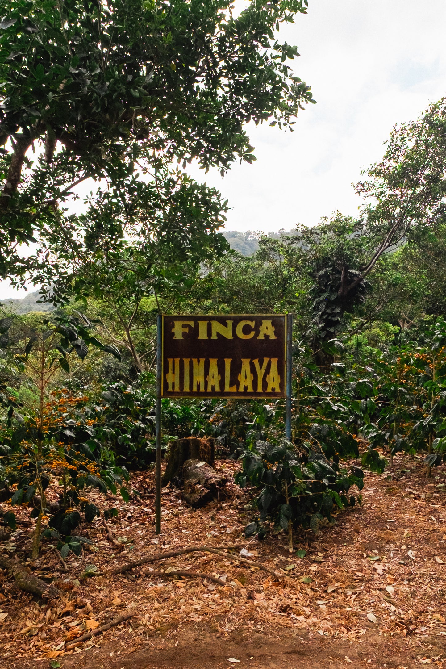 Natural Tamal El Salvador